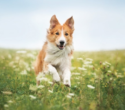 Border Collie