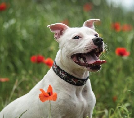 Staffy