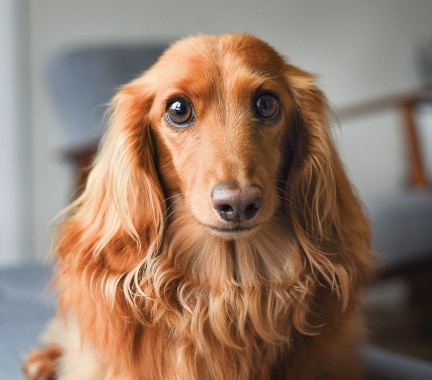 Dachshund