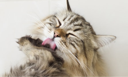 Cat Image