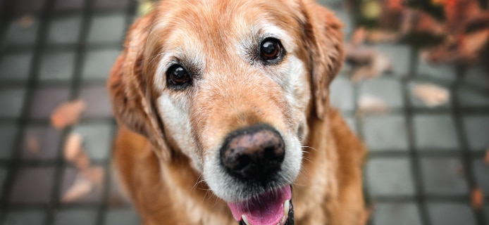 senior dog