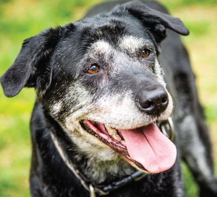 senior dog