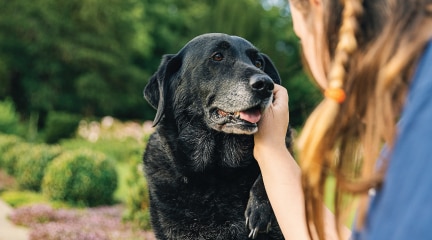 senior dog