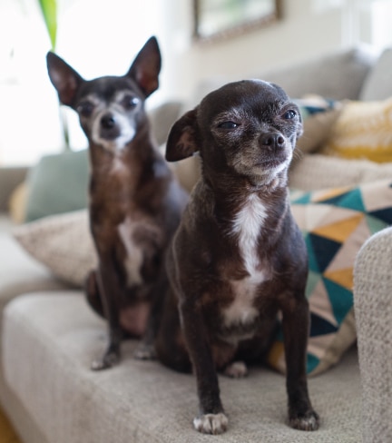 senior dog