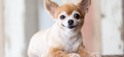 senior dog