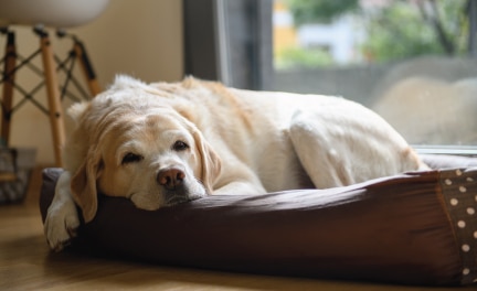 senior dog