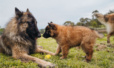 Getting a dog
