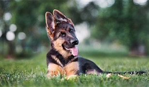 Dog Image 