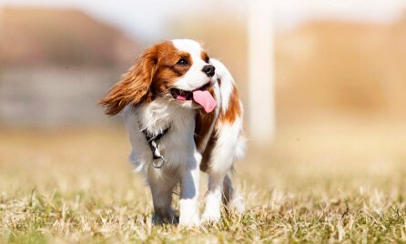 Dog Image 