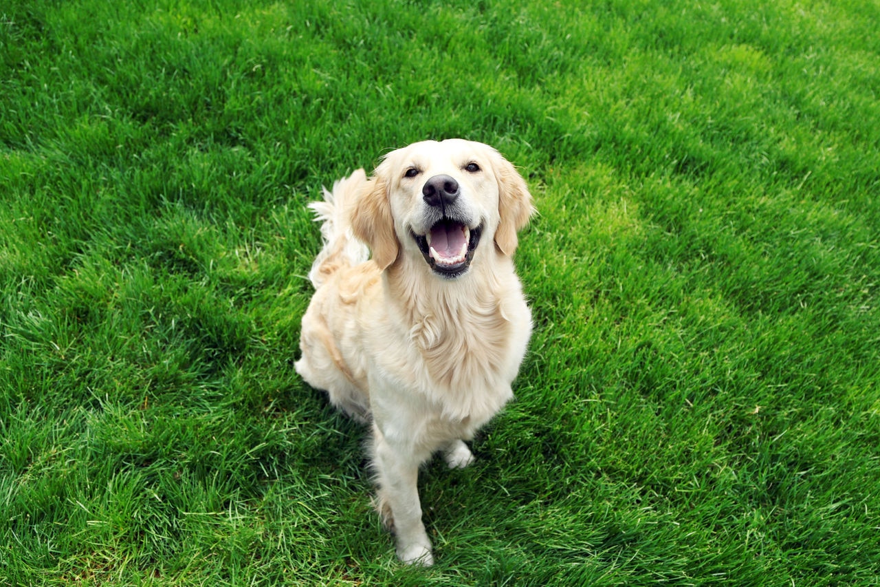 Dog Image 