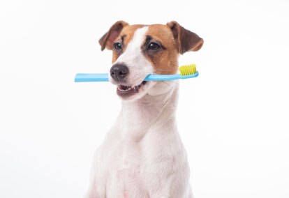 Dog Image 