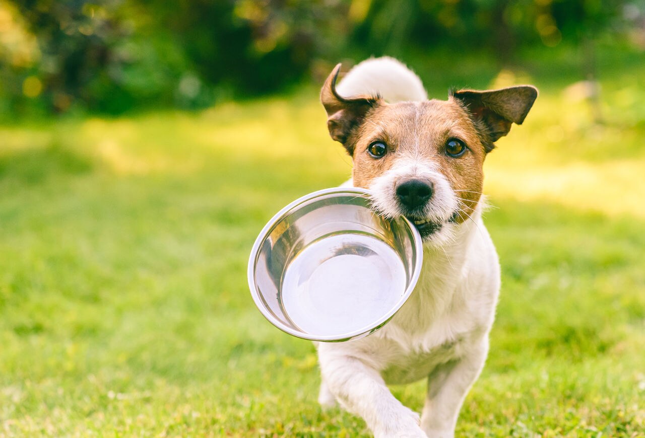 Dog Image 