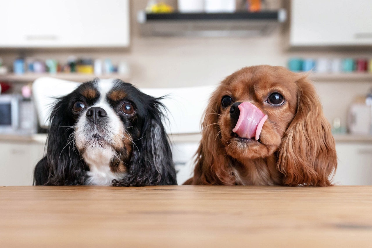 Dog Image 