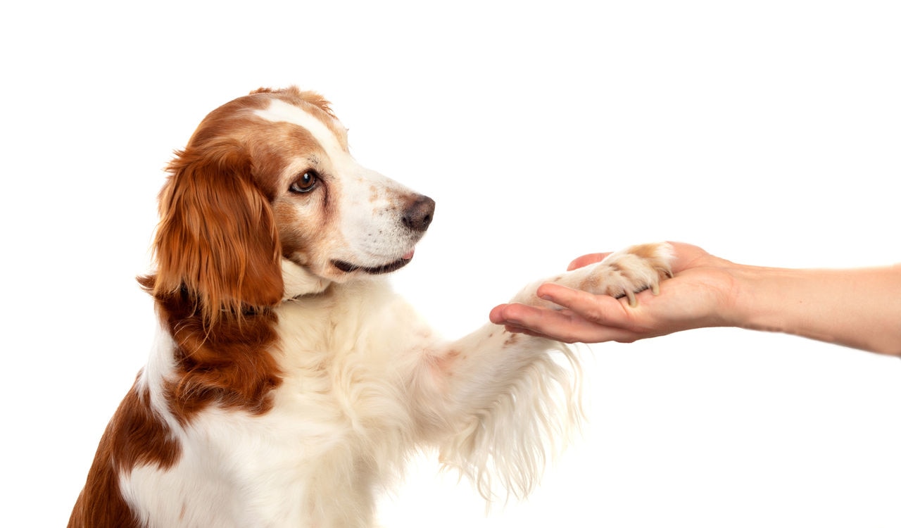 Dog Image 