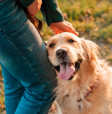 Dog Image 