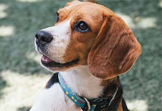 Dog Image 