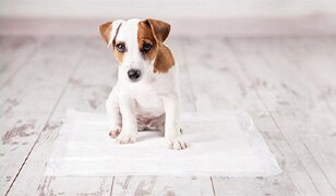 Dog Image 