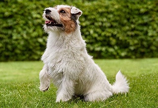 Dog Image 