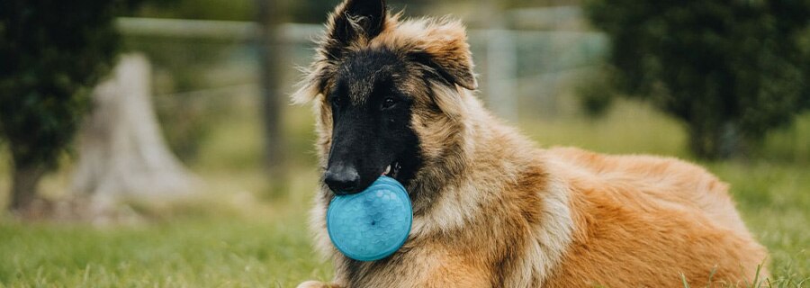 Dog Image 