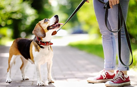 Walking the dog on a leash