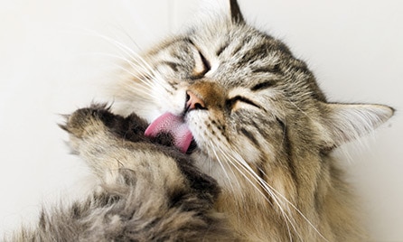 Cat Image
