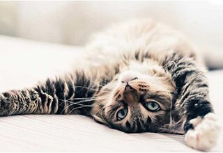 Cat Image