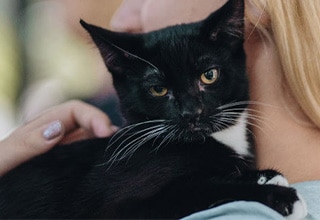 Cat Image
