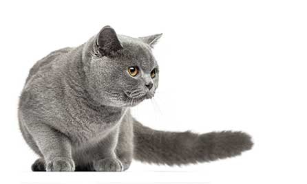 Cat Image