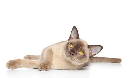 Cat Image