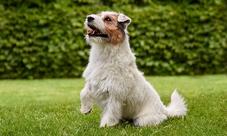 Why is my pet scratching?