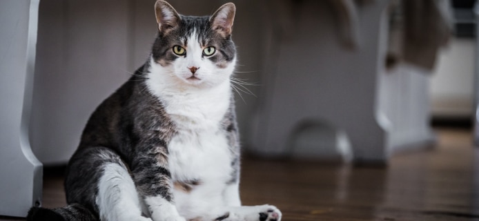 Obese cat