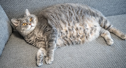 Obese cat