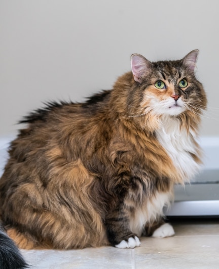 Obese cat