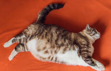 Obese cat