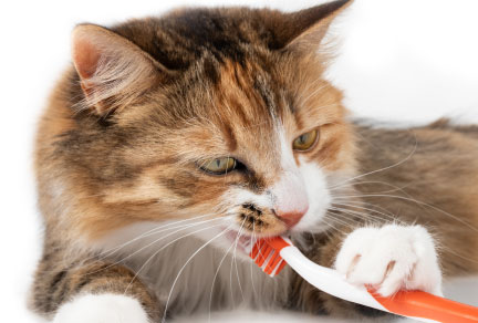 Pet dental health for dogs and cats.