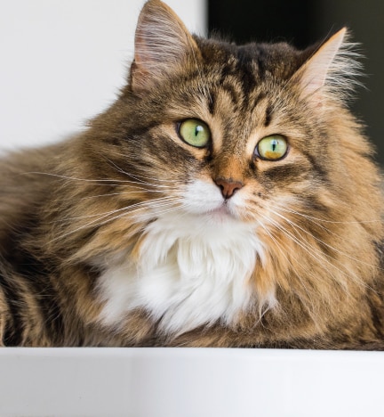 to know before getting a cat