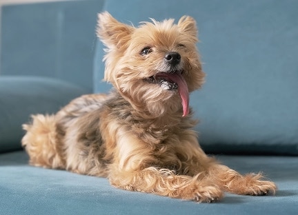 dog