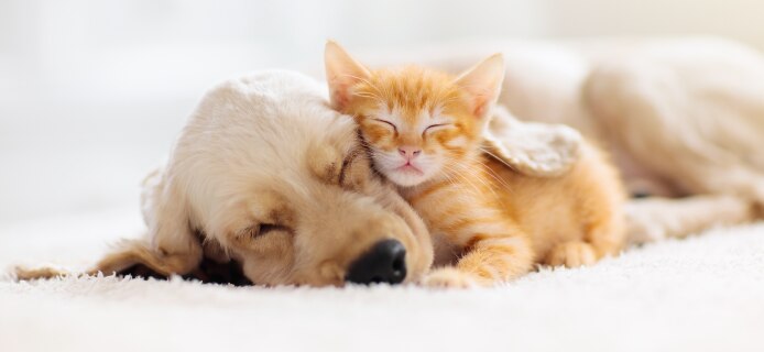 cat and dog
