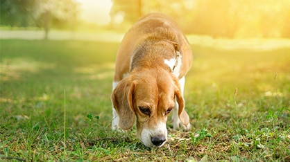 Dog puppies running