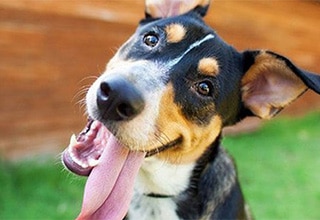 Why do dogs lick?