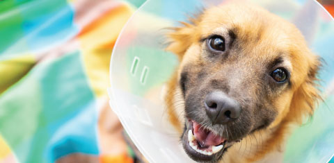 Puppy with a cone