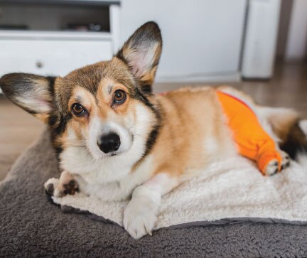 Puppy after surgery on a leg