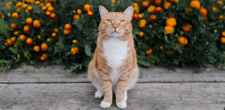 5 most common Pet Insurance claims in cats.