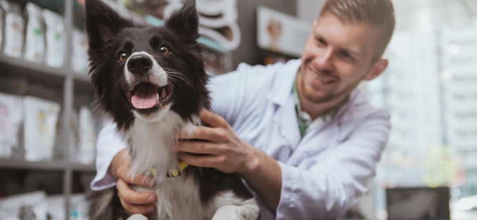 Most expensive dog health conditions.