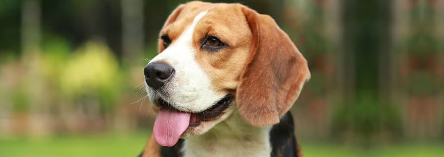 Diet guide for senior dogs and cats.