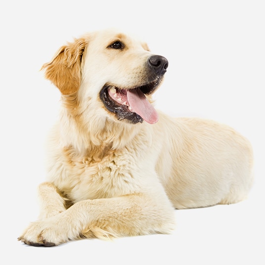Dog Image 