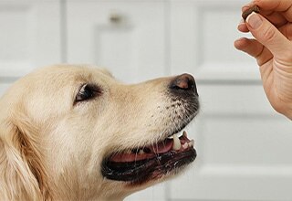 Dog worming tablet 