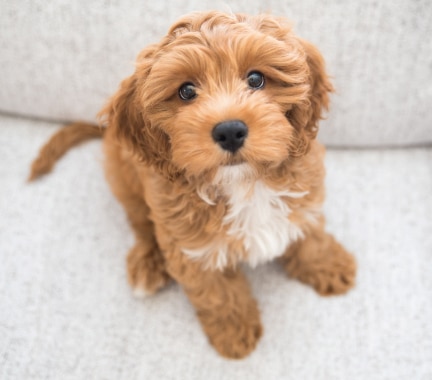 Cavoodle
