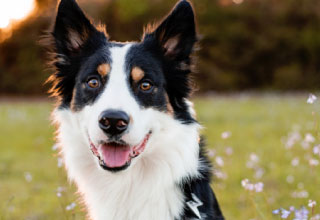 Dog Image 