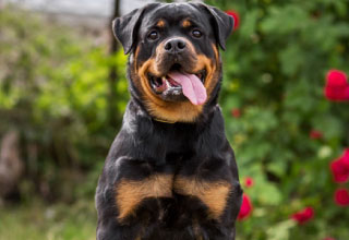 Dog Image 